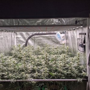 Grandmommy Purple - Herbies - Week 3 flower - Canopy