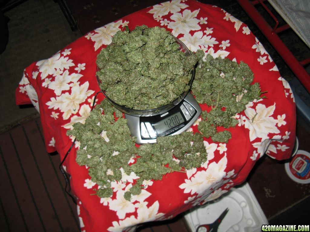 Bowl Of Kush