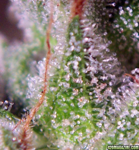 Finished Trichomes