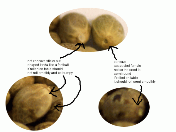 male/female seed comparison - 420 Magazine Photo Gallery