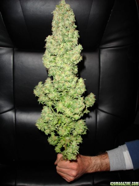 Big Bud - 420 Magazine Photo Gallery