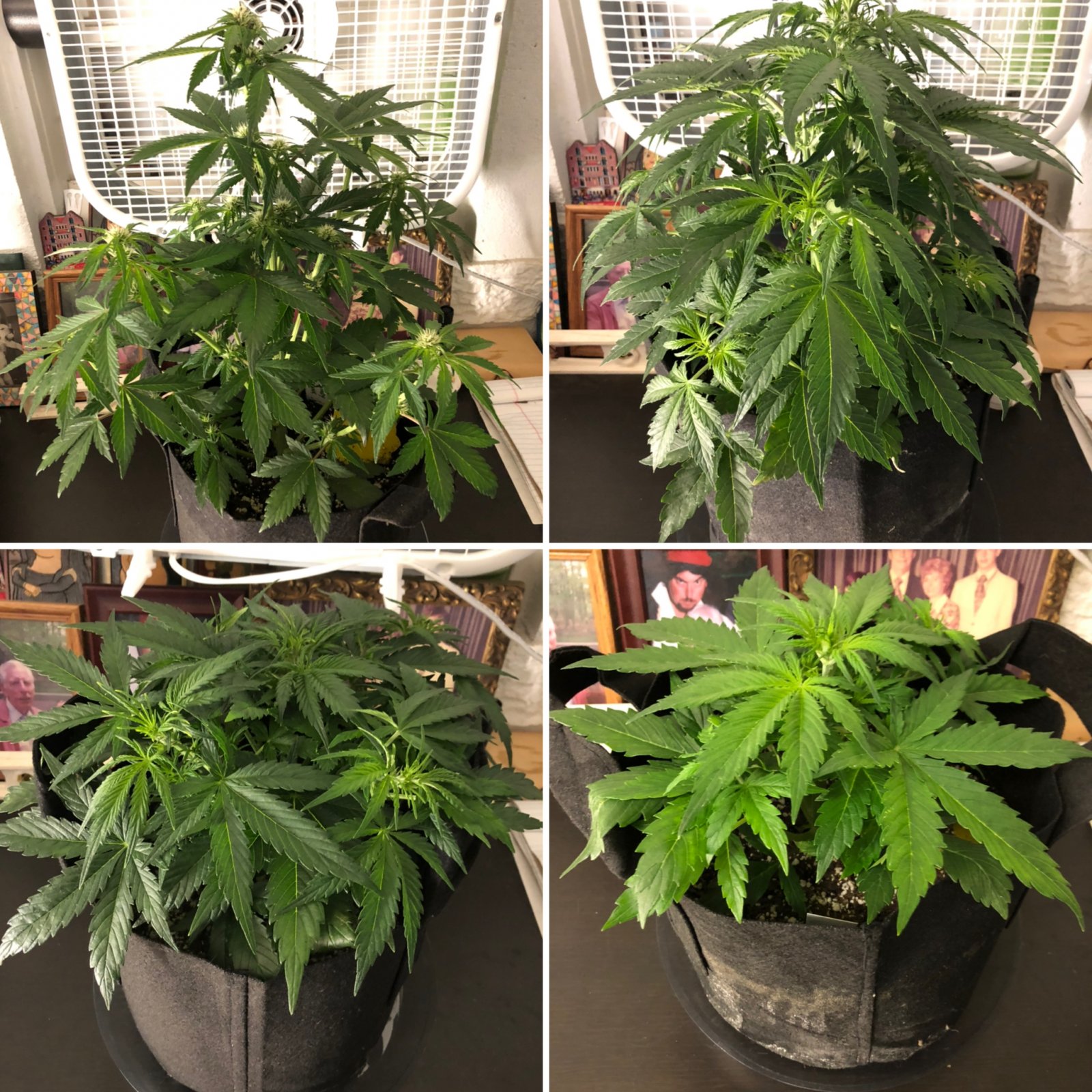 03 14 2021 Autos.jpg