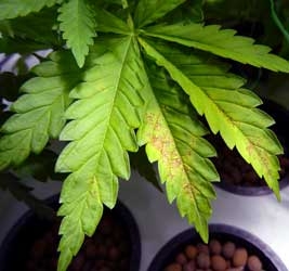 0_cannabis-calcium-deficiency-bottom-plant-lack-of-light-xsm.jpg