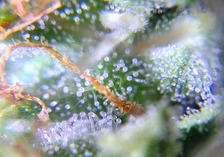 0_cannabis-trichomes-milky-white-ready-harvest-sm.jpg