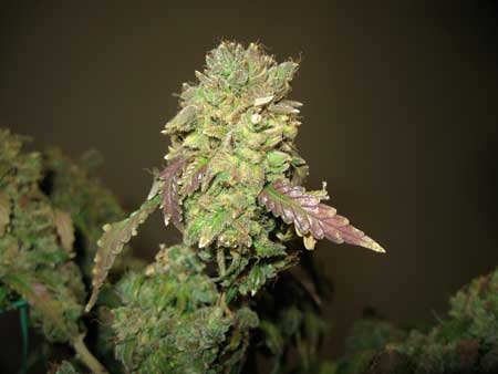 0_example-of-marijuana-bud-burnt-by-heat-and-too-much-light-ready-to-harvest-immediately-sm.jpg