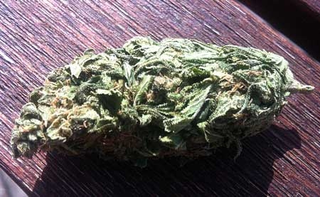 0_example-untrimmed-cannabis-bud-sm.jpg