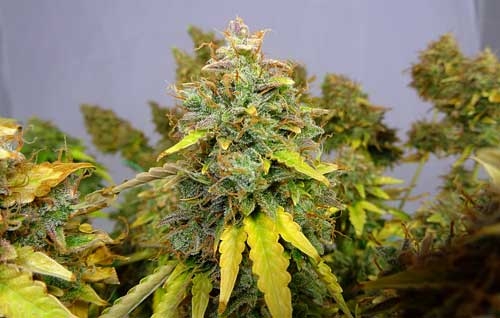 0_fat-auto-critical-jack-bud-1200-sm.jpg