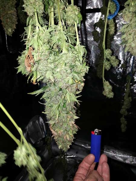 0_fat-cannabis-cola-drying-dry-trim-sm.jpg