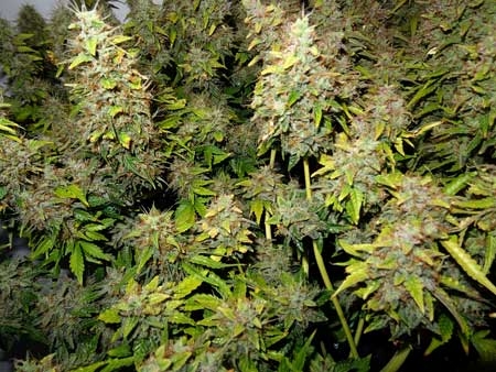 0_harvest-marijuana-early-if-buds-are-getting-damaged-sm.jpg