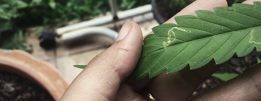 0_Inner-Leaf-Miner.jpg