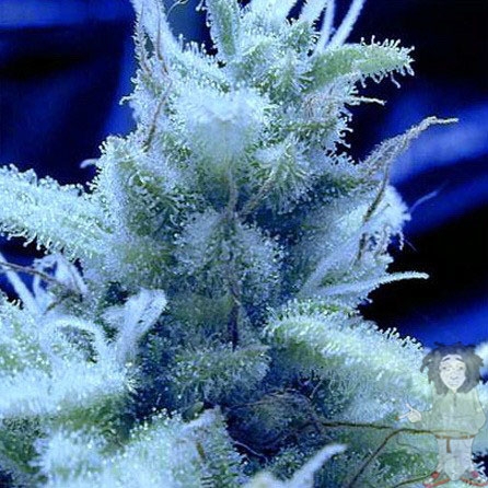 0_nirvana-ice-seeds_500.jpg