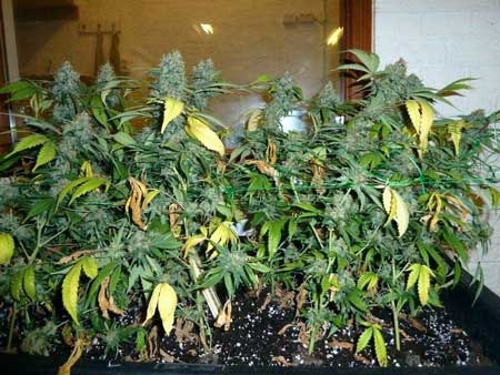 0_ready-to-harvest-marijuana-normal-yellow-leaves-sm.jpg