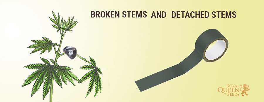 0_stems-cannabis-fix-.jpg