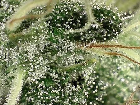 0_trichomes-not-ready-still-clear-white-pistils-sm.jpg