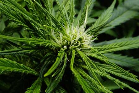 0_young-3-week-old-cannabis-bud-flowering-stage-sm.jpg