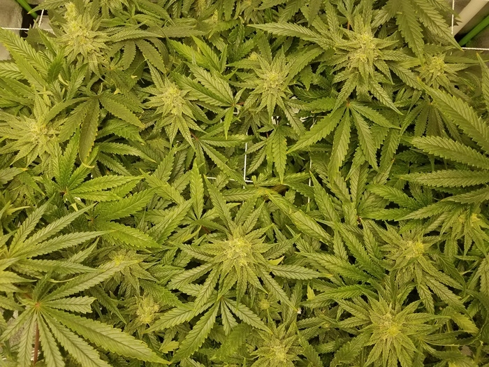 1 Hulbolt Fast Flowering OGKZ flower. day 37.jpg