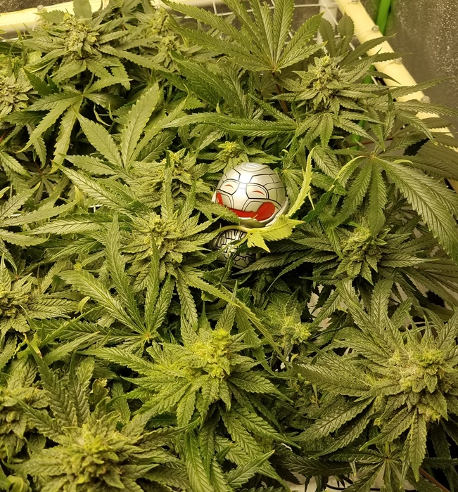 1 Hulbolt Fast Flowering OGKZ flower. day41b.jpg