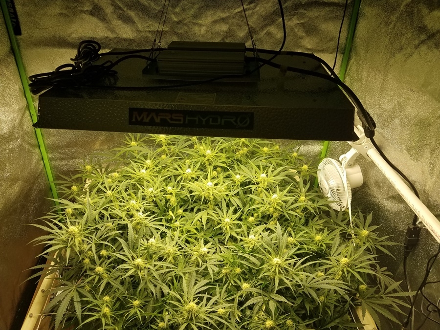 1 Mars Hydro TSW-2000 and Green Crack.jpg