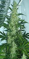 100px-Cannabis_flowering.jpg