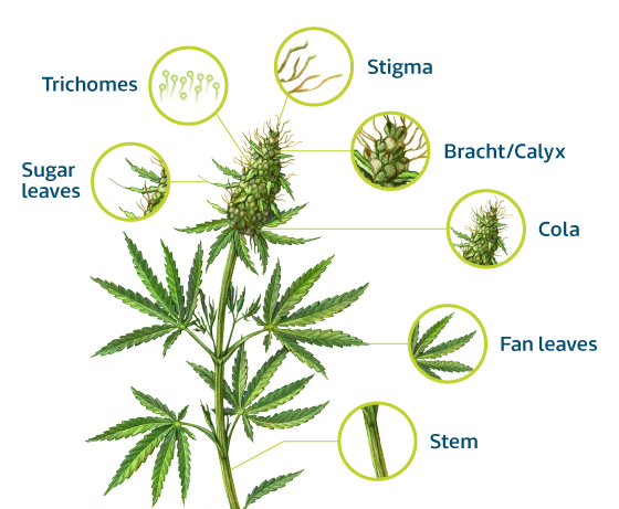 1010986_Blog-graphics_Cannabis-Anatomy_031721.png