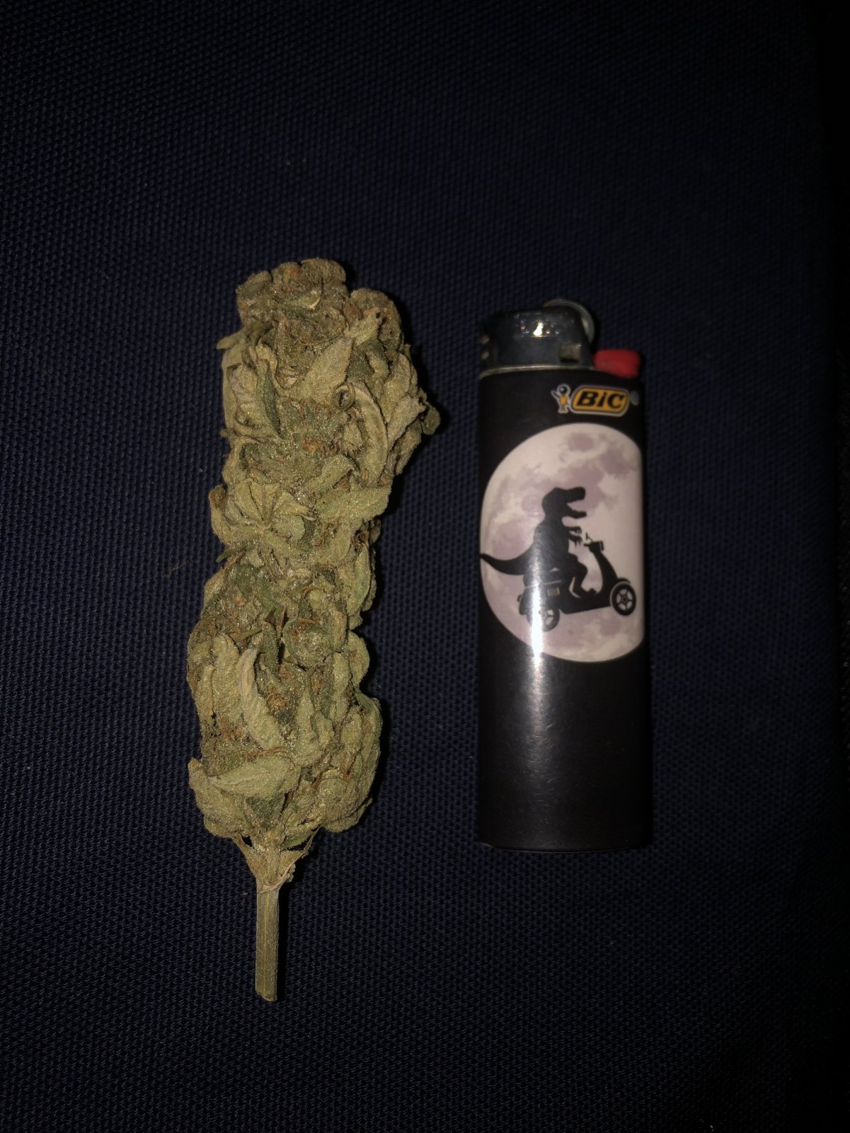 12 2021 Bruce Banner Bud.jpg