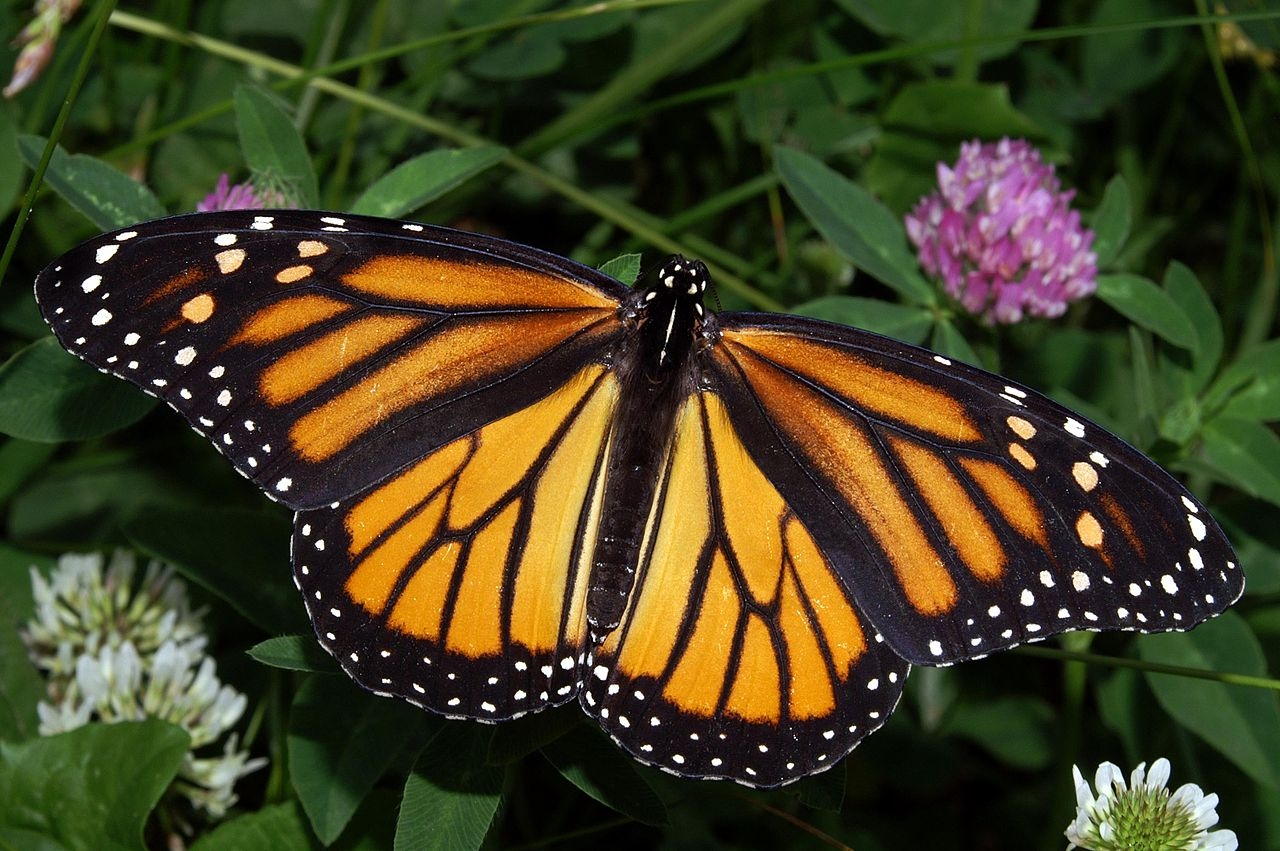 1280px-Monarch_In_May.jpg