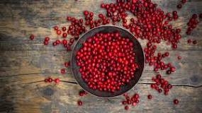 Image result for Lingonberry