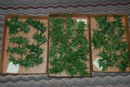 1st harvested buds 2018.JPG