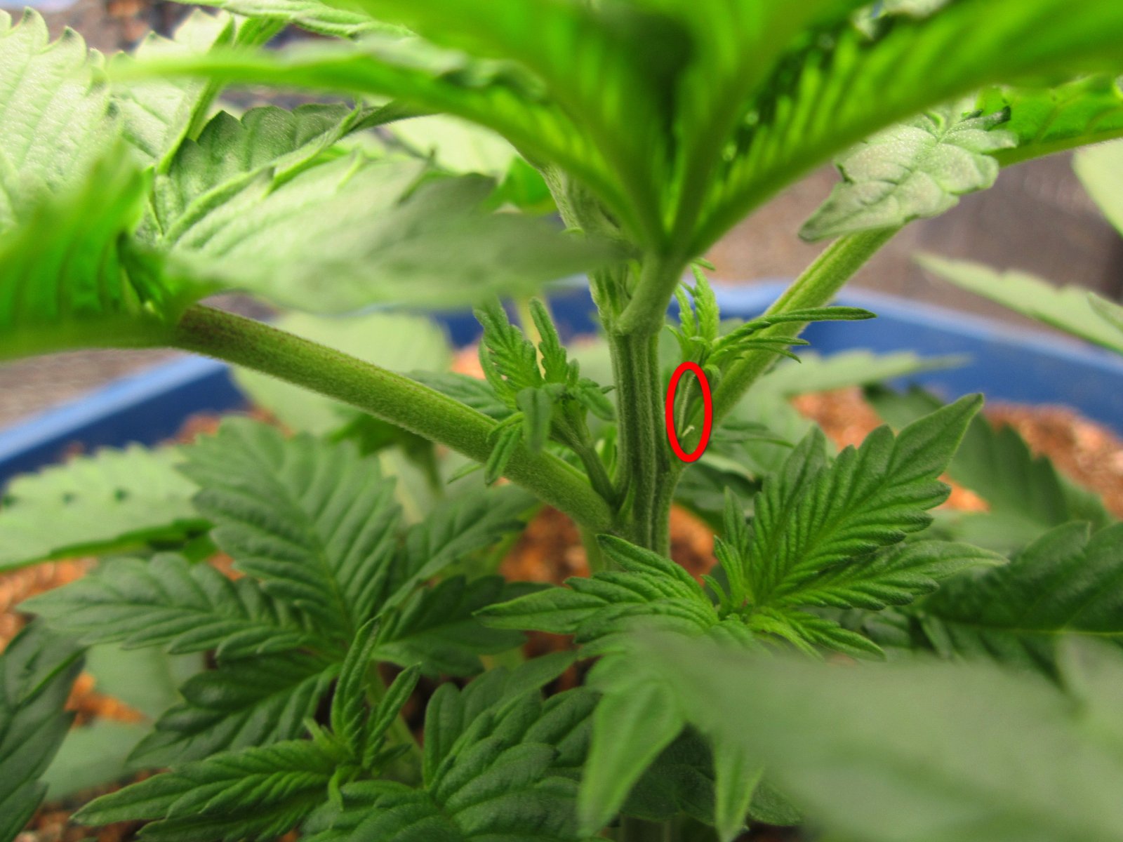 2-first pistils.JPG