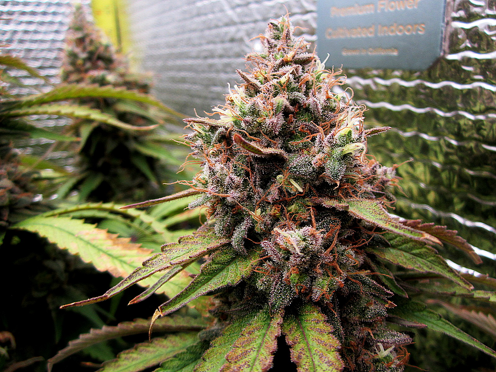 2 last bud pic.jpg