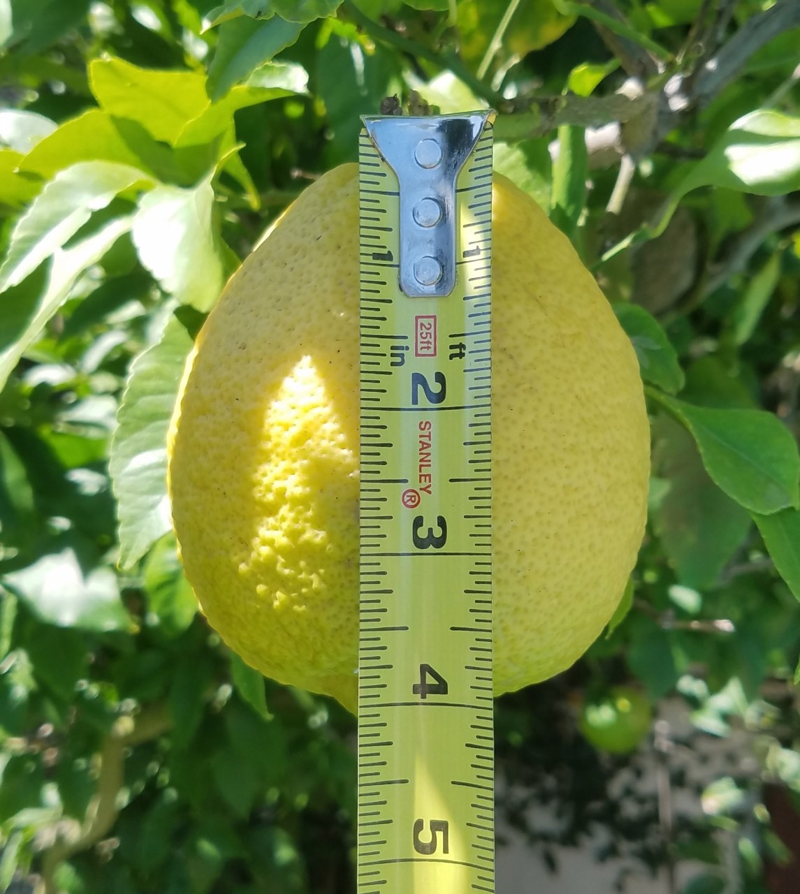 20190727_111616 Lemon.jpg