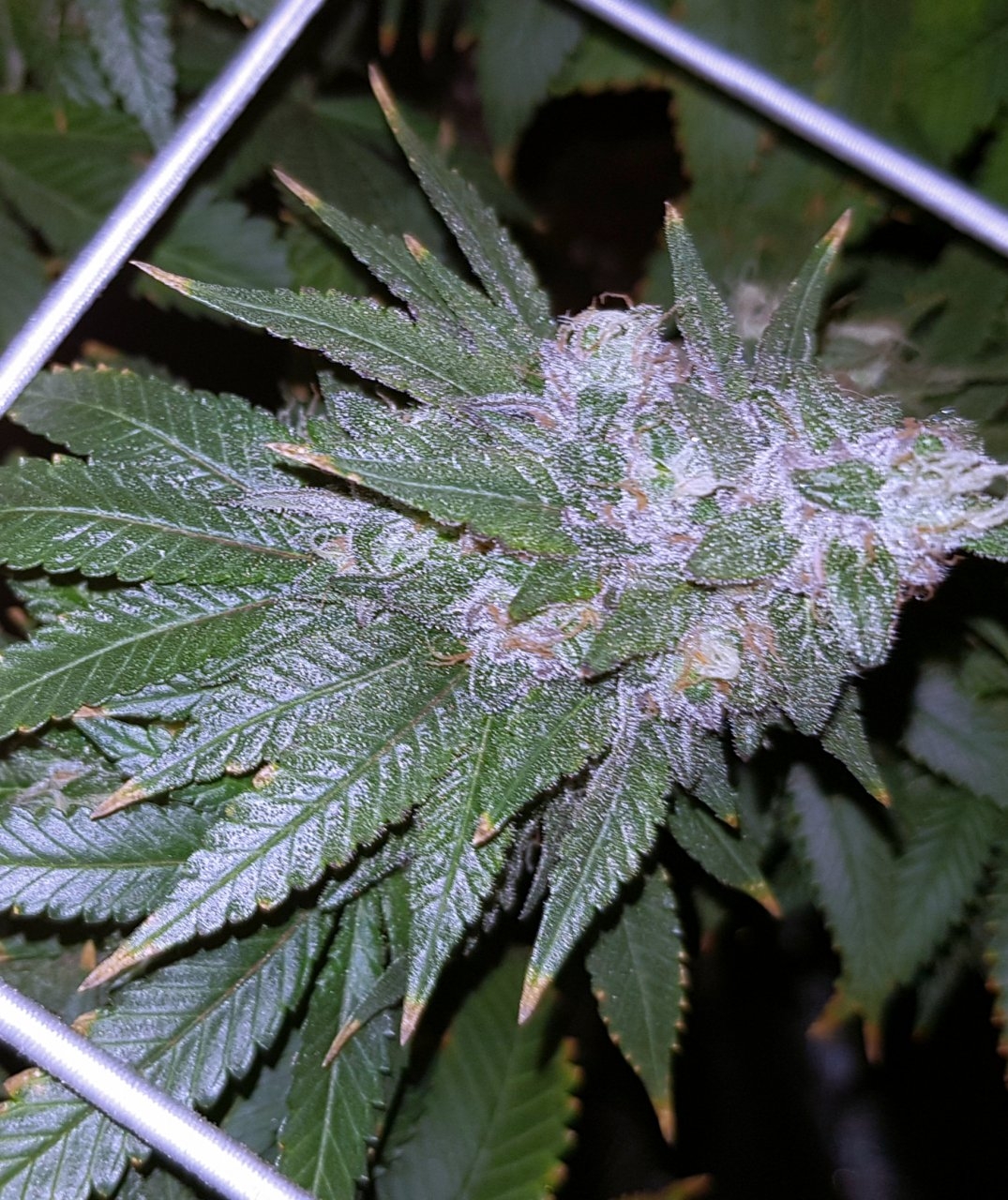 Purple Stanley Cup – Exotic Genetix