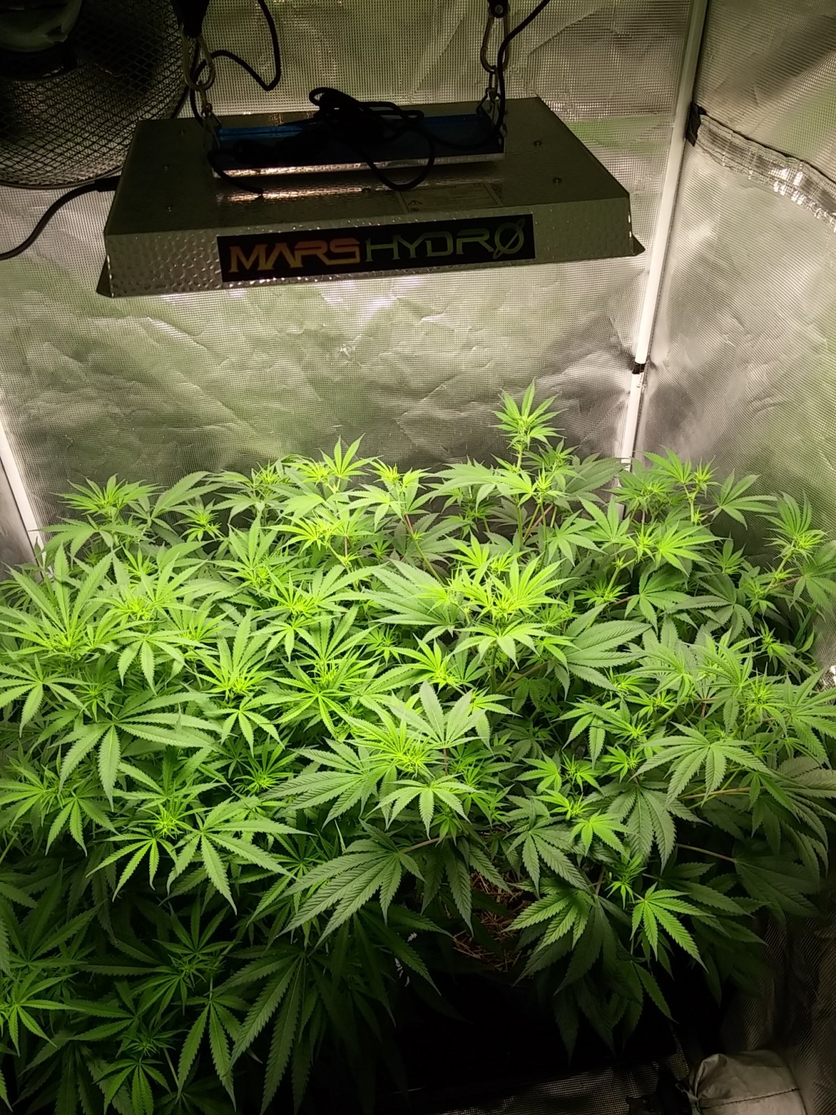 Mars Hydro TS1000 Review - You Don't NEED Grow Lights, But You