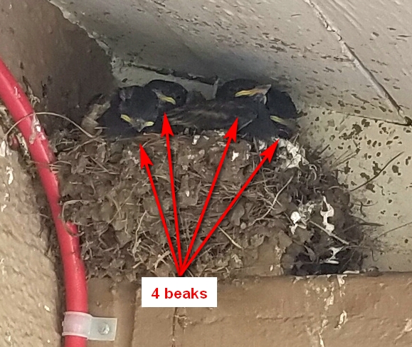 20210522_150544 black phoebe babies.jpg