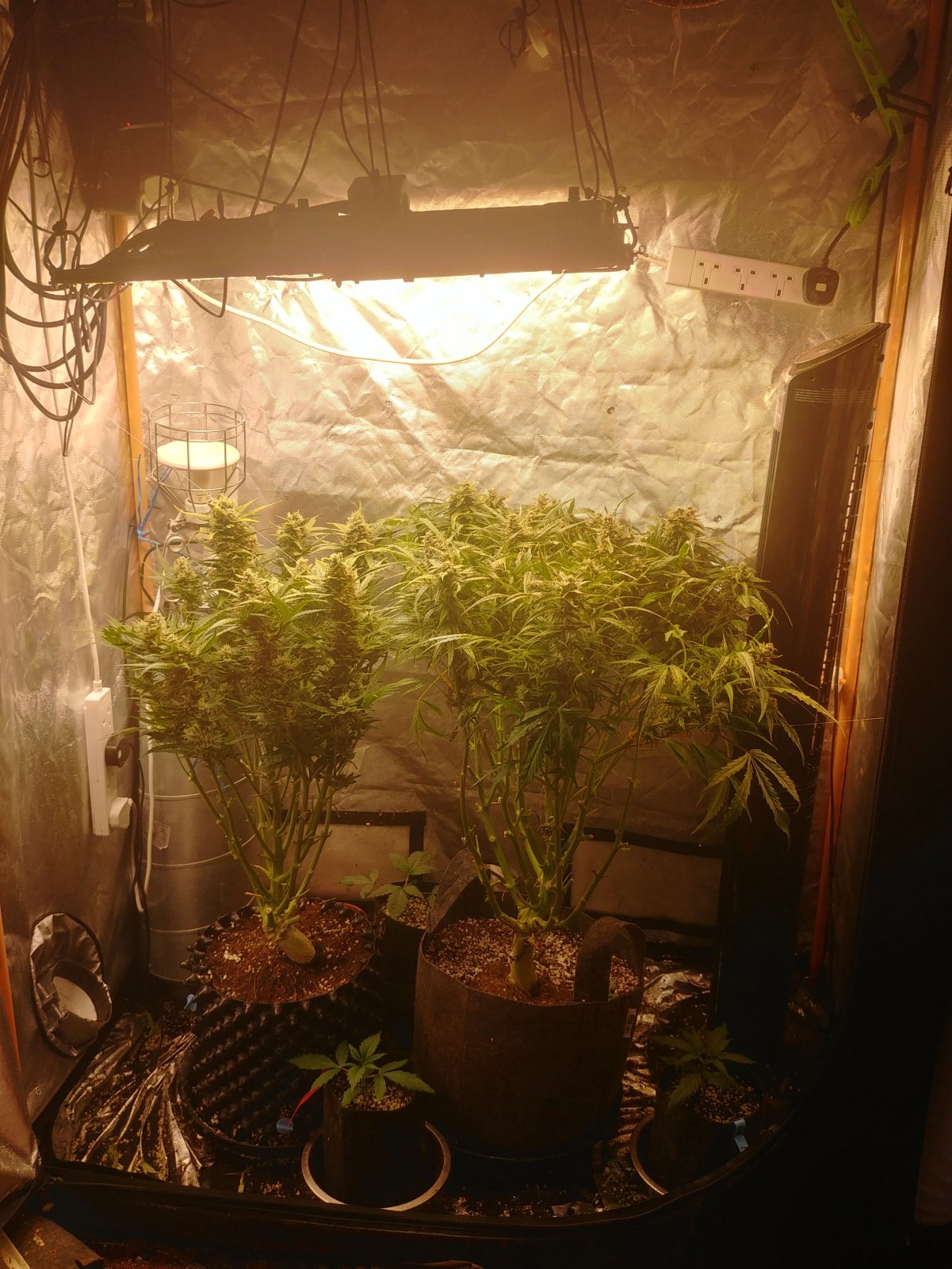 Growing Autos What Are The Main Differ