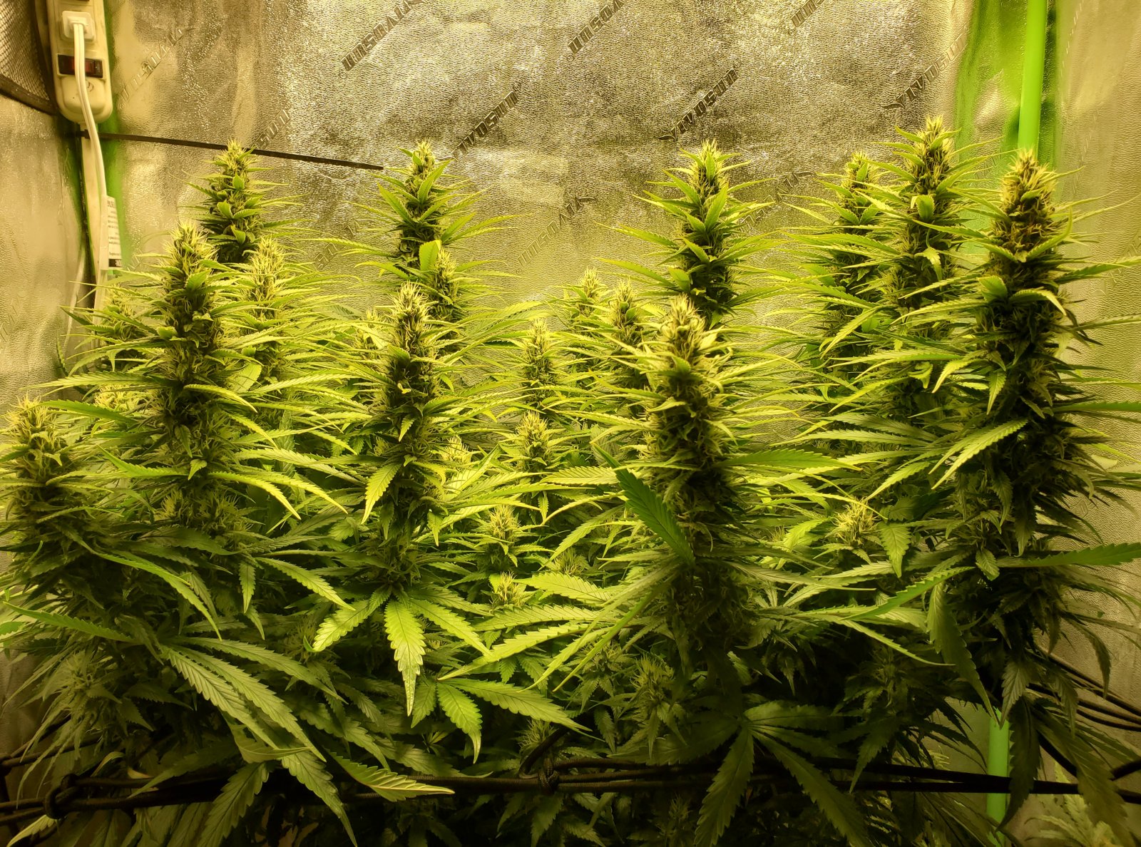 show-us-your-full-flowering-cannabis-gardens-what-are-you-growing