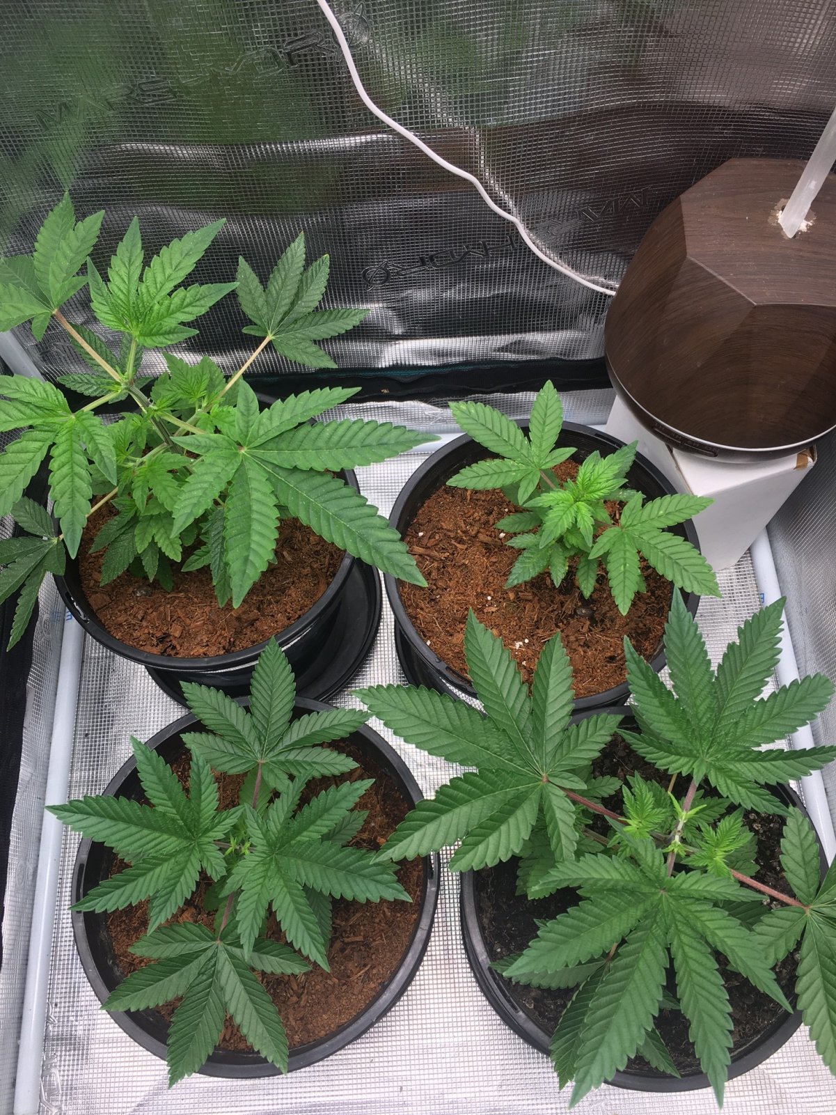 2022 New Indoor Grow3.JPG