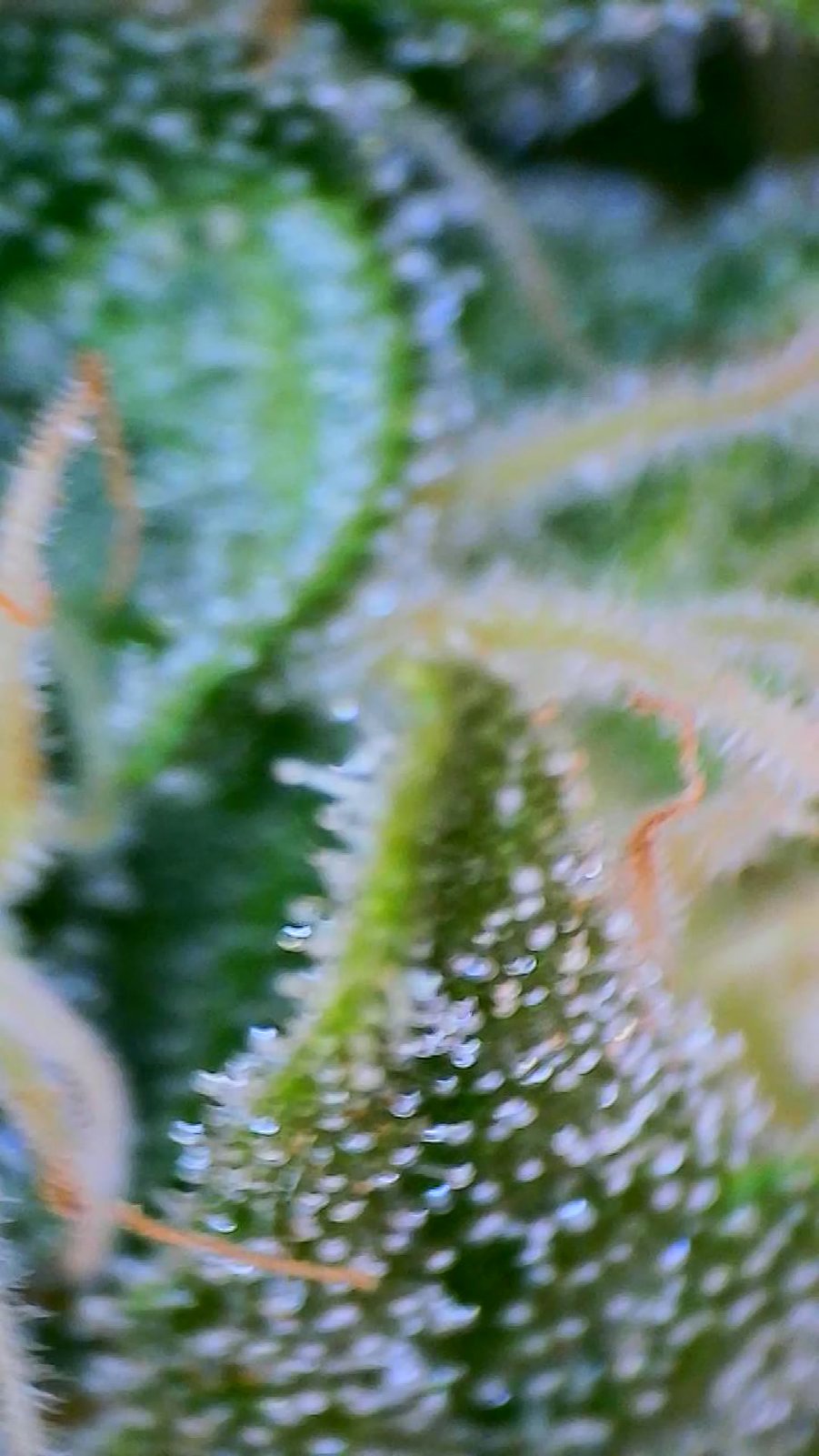 I just got my microscope to check trichomes and i think my plant is ready  to harvest and I wasn't expecting it so I haven't started flushing, what  would be my best