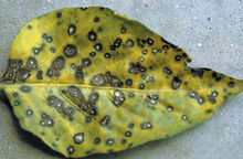 220px-'Cercospora_capsici.jpg