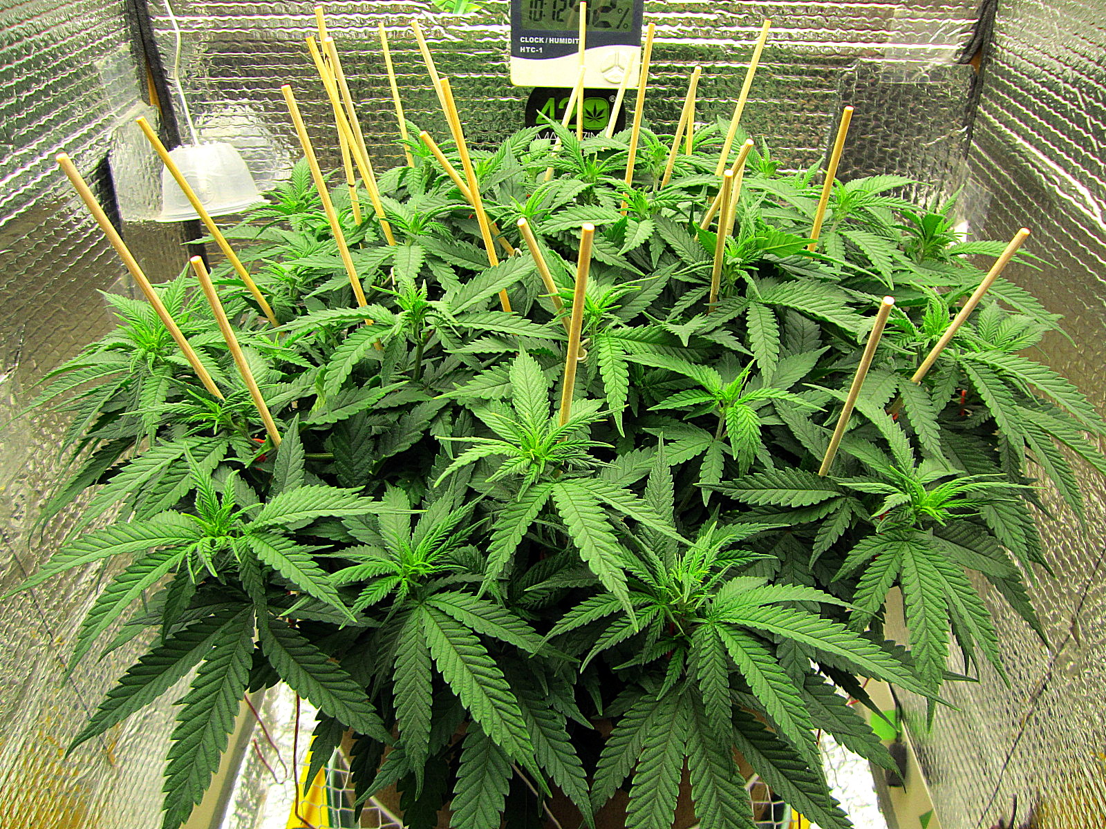 2a-Zkittles 2- day 61.jpg