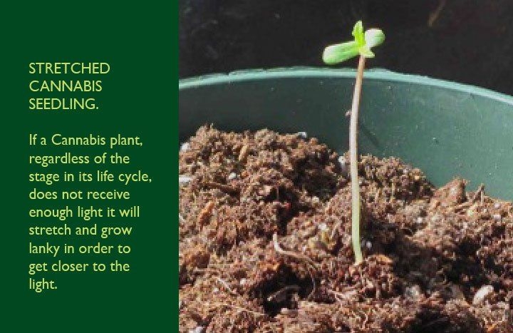 %2Fgermination-and-Roots%2Fcannabis-plant-seedling.jpg