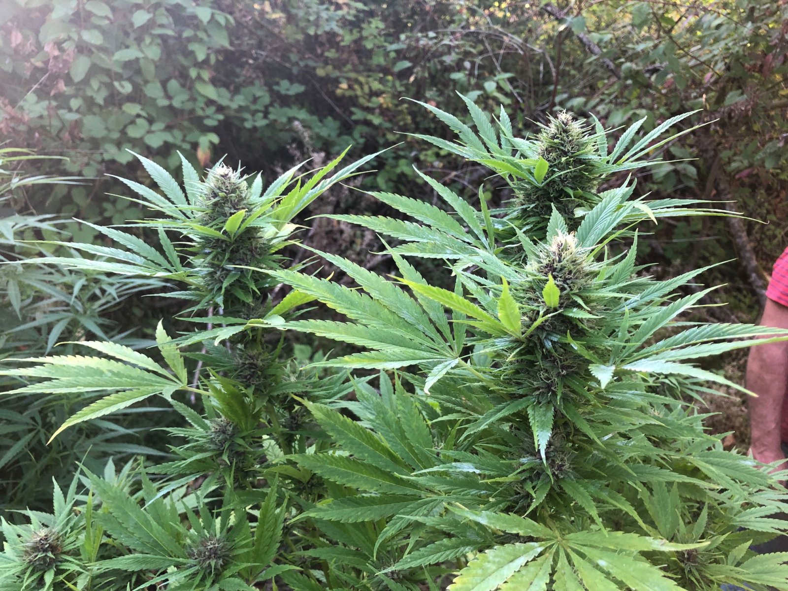 3 Apical dominant buds top crown Durban Poison pheno.jpg