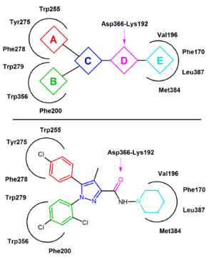 300px-Rimonabant_Pharmacophore.png