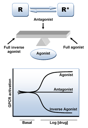 300px-Two_state_model_CB1_antagonists.png