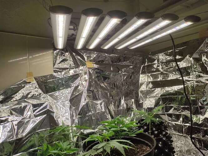 phlizon_full-specttum_led_grow_light (21)