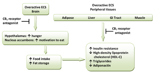 500px-Metabolic_effects_of_CB1_antagonism.png