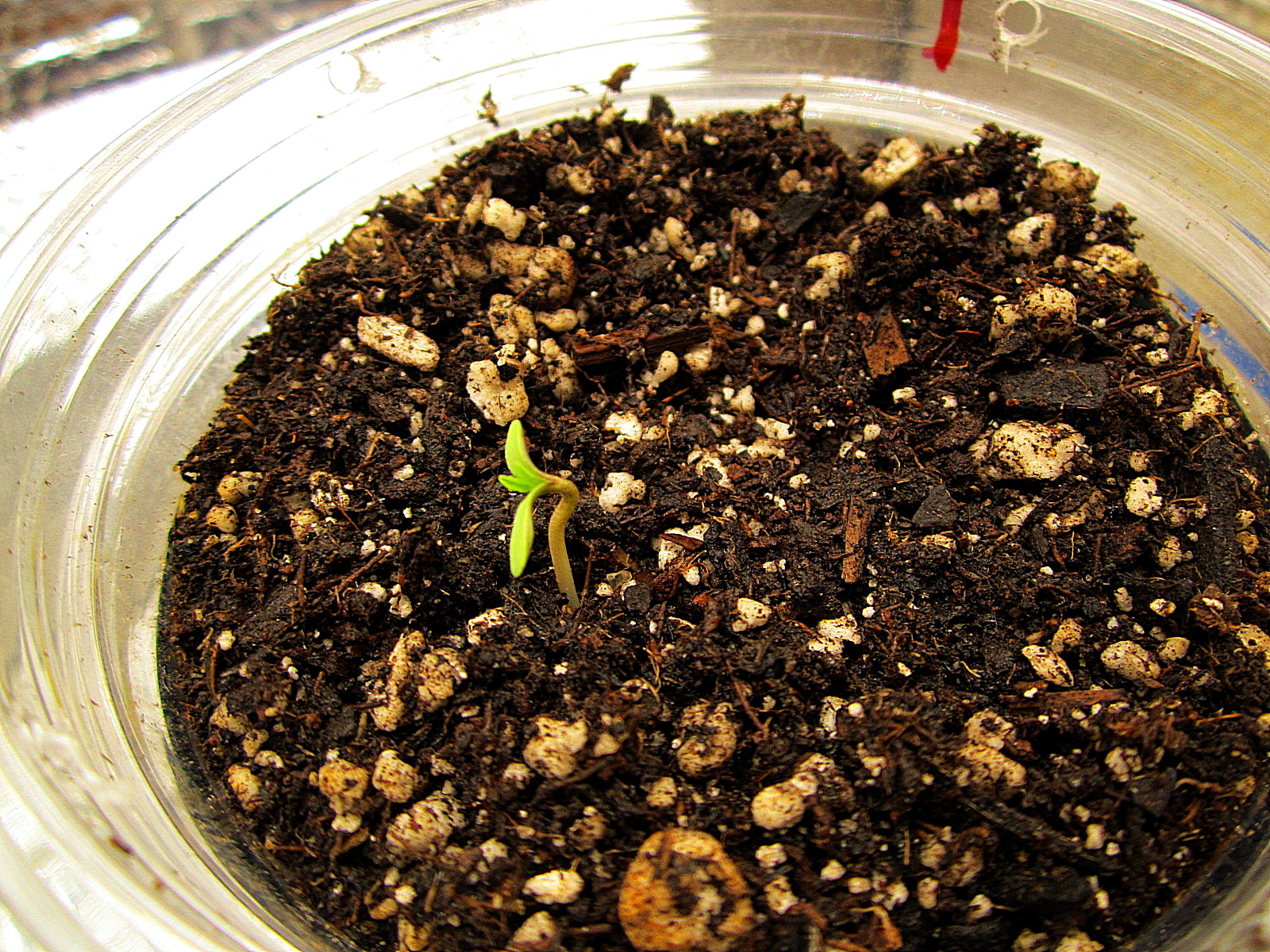 8-GG sprout.jpg