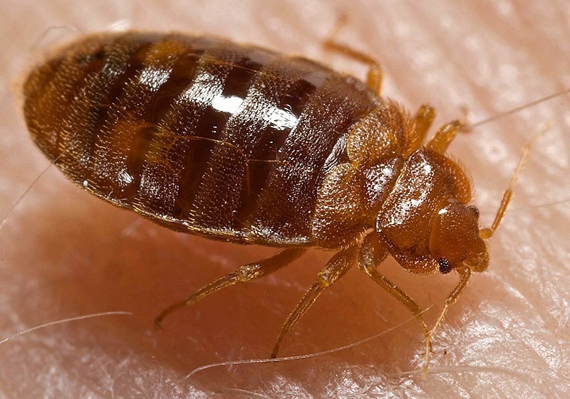 800px-Bed_bug%2C_Cimex_lectularius.jpg