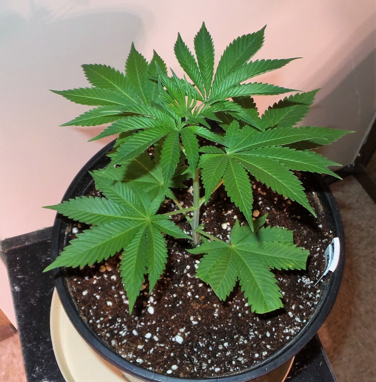 AB clone in 2 n pot.jpg