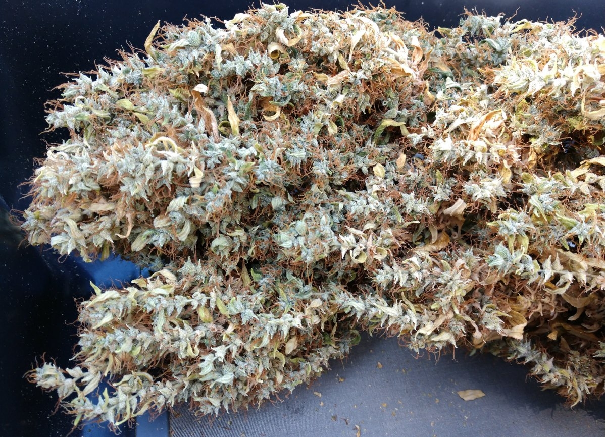 ABF25_dried_bud_closeup.jpg